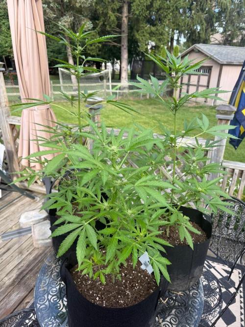 2026 Grow. Week 6
