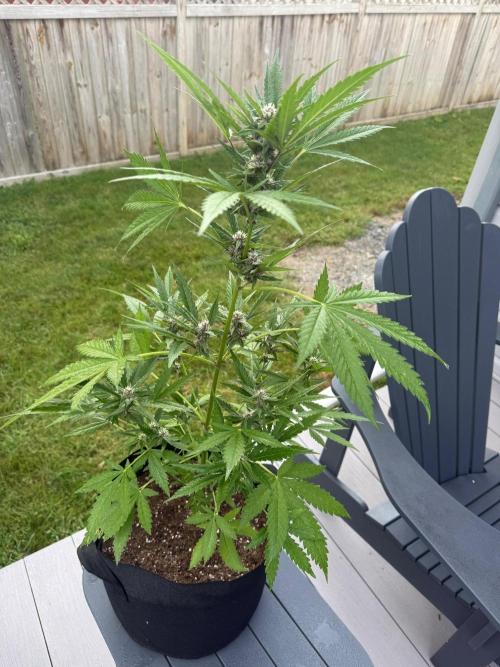 2026 Grow. Week 7
