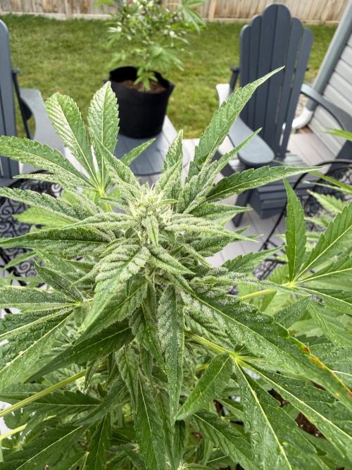 2026 Grow. Week 7