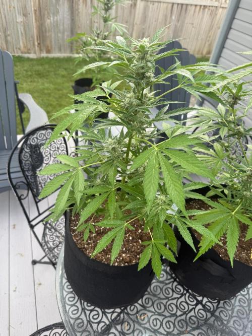 2026 Grow. Week 7