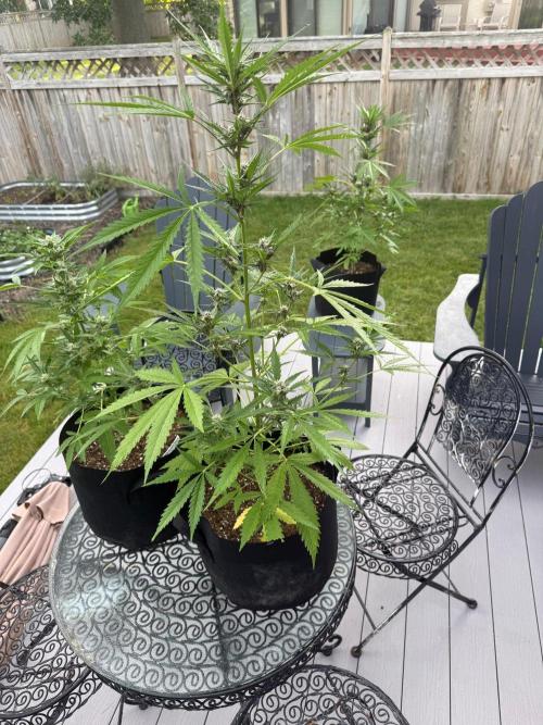 2026 Grow. Week 7
