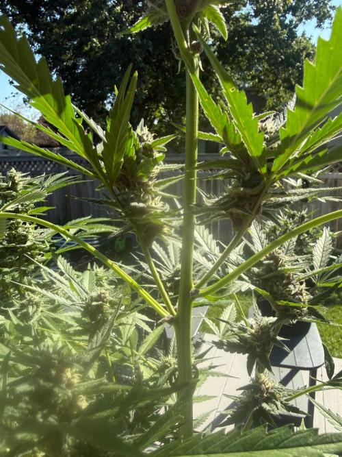 2026 Grow. Week 8