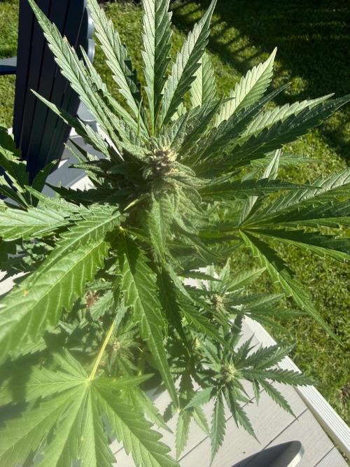 2026 Grow. Week 8
