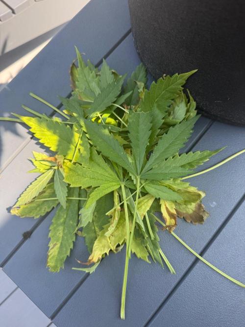 2026 Grow. Week 8