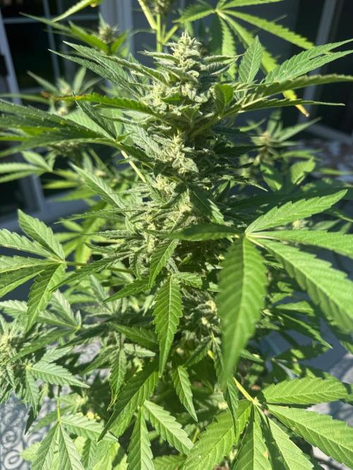2026 Grow. Week 8