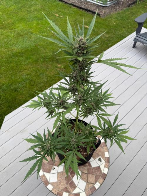 2026 Grow. Week 9
