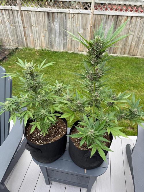 2026 Grow. Week 9