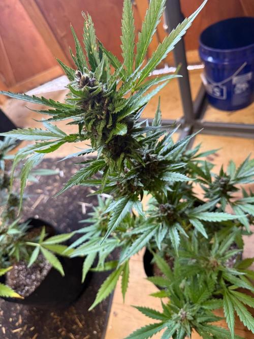 2026 Grow. Week 10