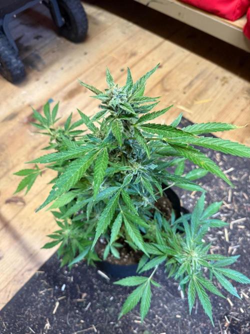 2026 Grow. Week 10