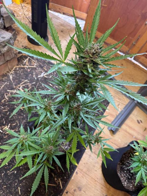 2026 Grow. Week 10