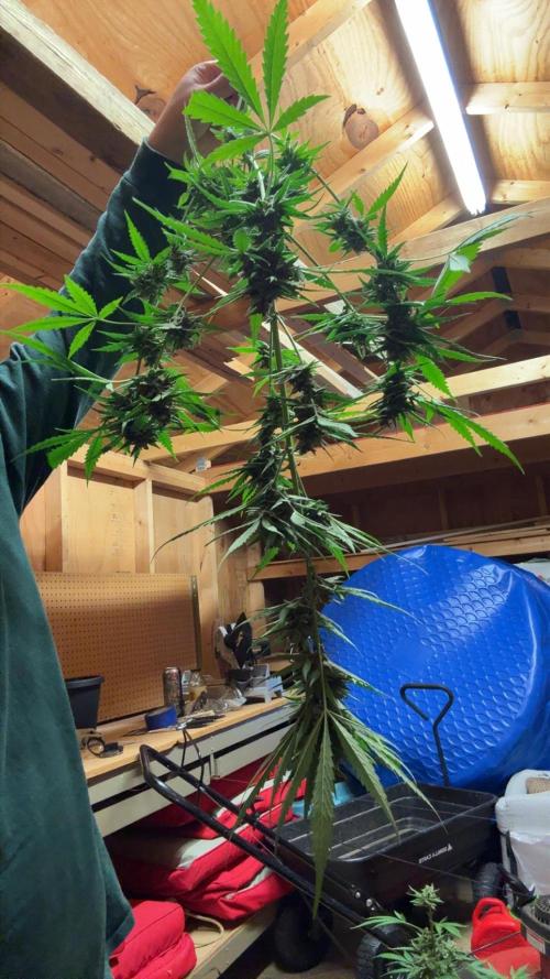 2026 Grow. Week 11