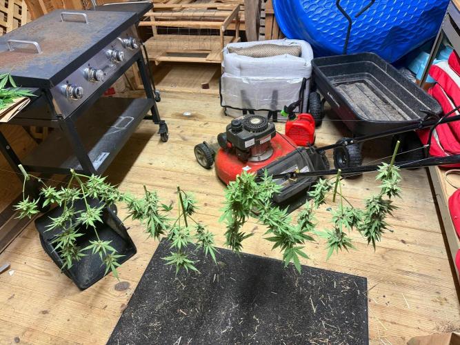 2026 Grow. Week 11