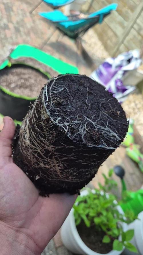 Frisian Dew Outdoors