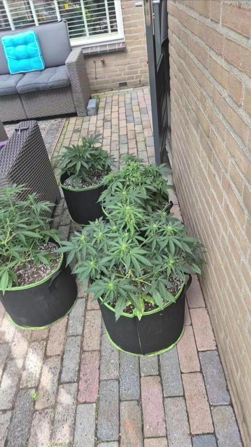 Defoliation Only RQS Autos