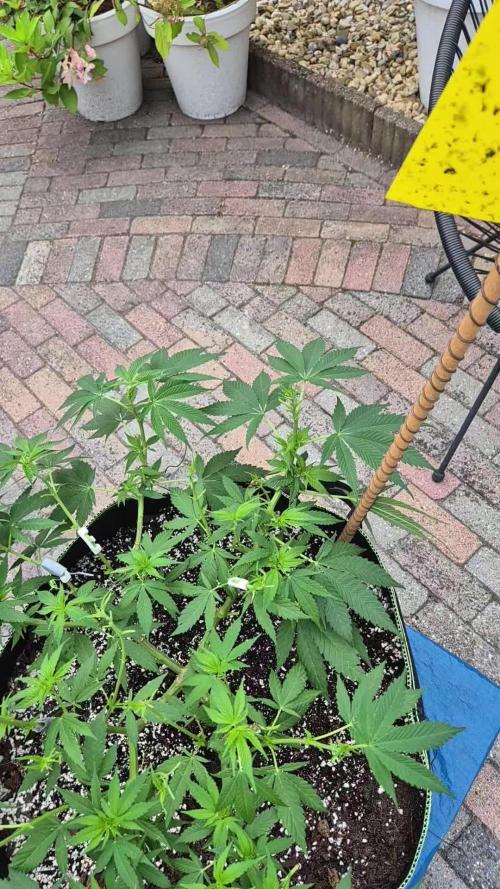 MAINLINE FRISIAN DEW