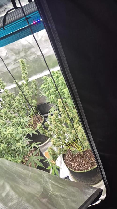 Defoliation Only RQS Autos