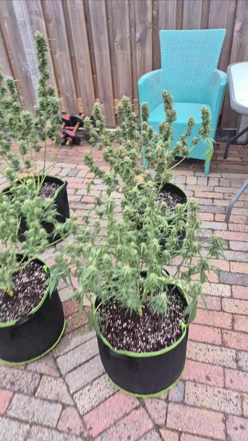 Defoliation Only RQS Autos