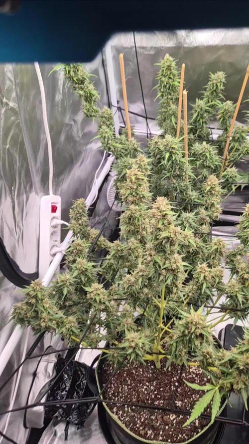Defoliation Only RQS Autos