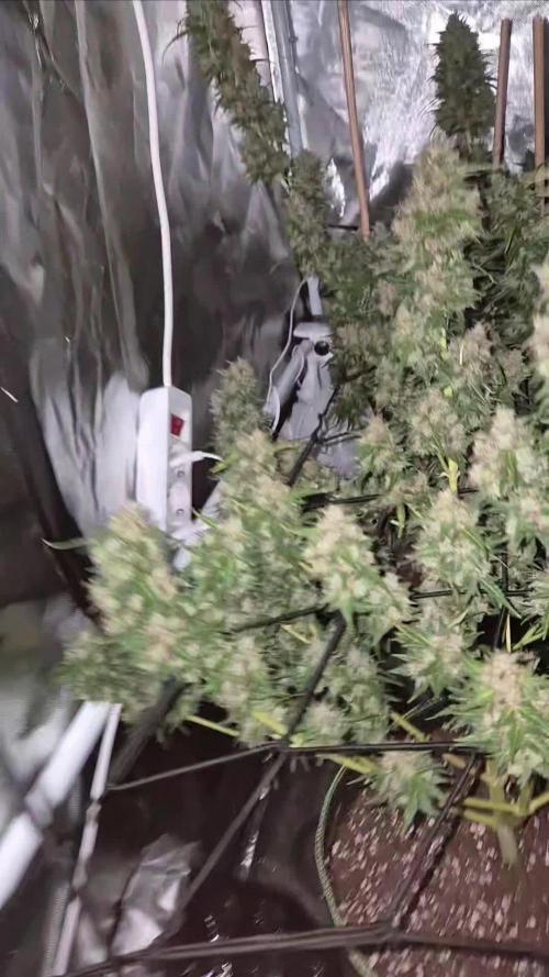 Defoliation Only RQS Autos