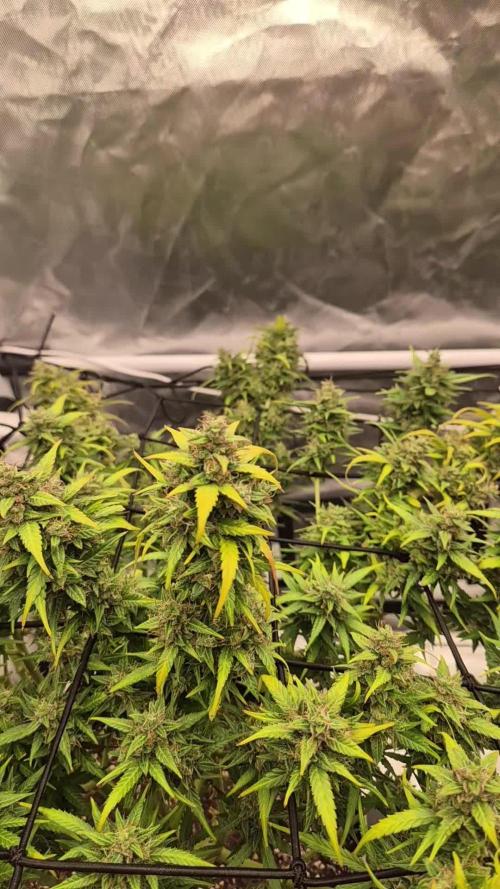 Defoliation Only RQS Autos
