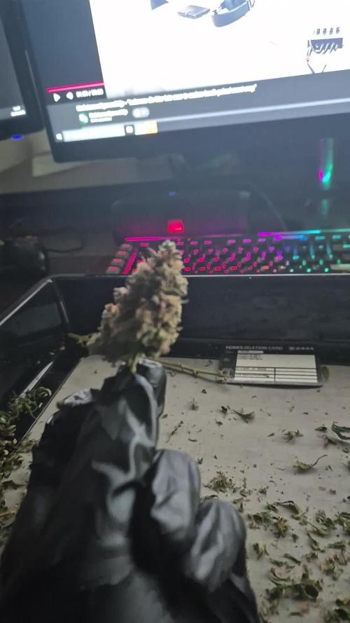 Defoliation Only RQS Autos