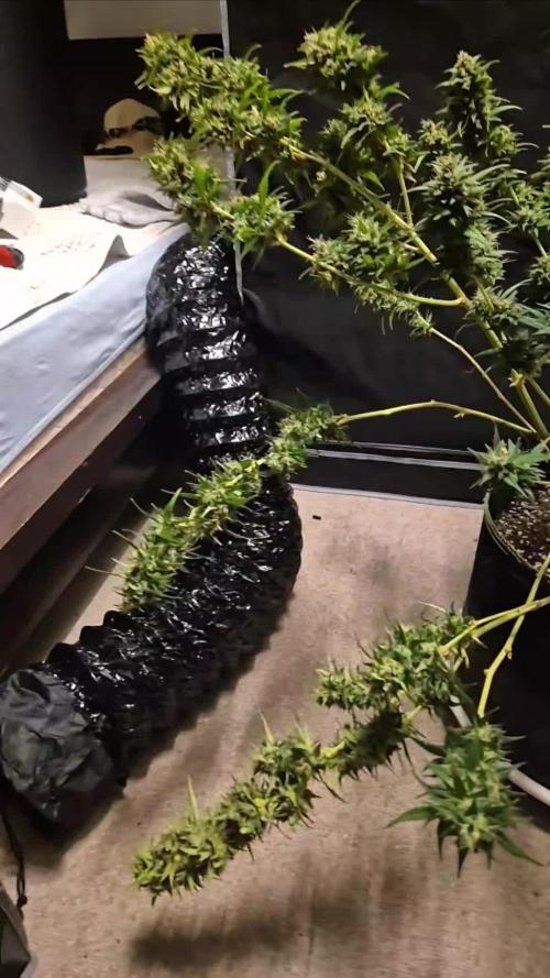 Defoliation Only RQS Autos