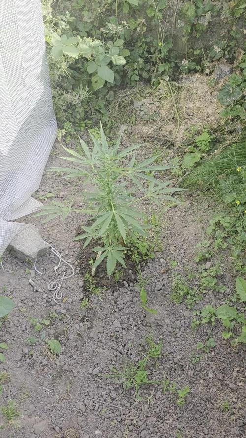 Gorilla Zkittles auto