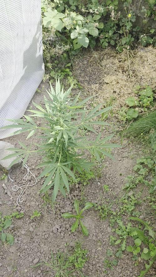 Gorilla Zkittles auto