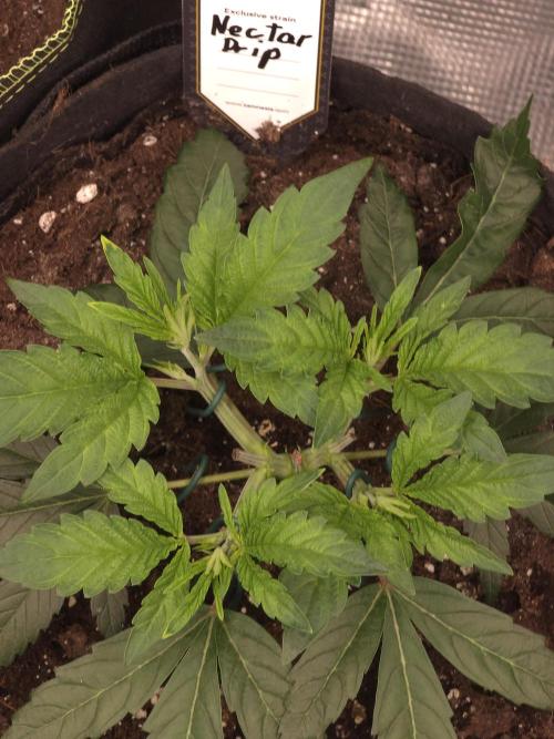Nectar Drip Nr.2. Week 6
