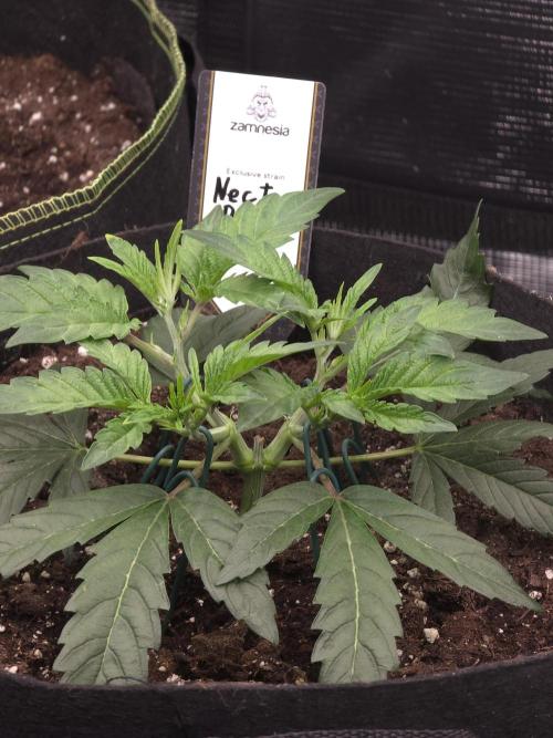 Nectar Drip Nr.2. Week 6