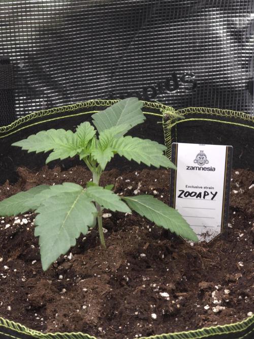 Zooapy T.H Seeds ×Zamnesia. Week 3
