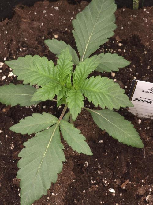 Zooapy T.H Seeds ×Zamnesia. Week 3