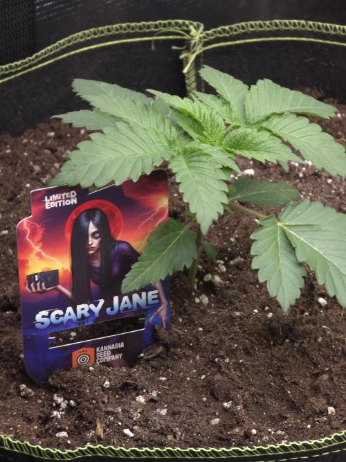 Scary Jane. Week 3