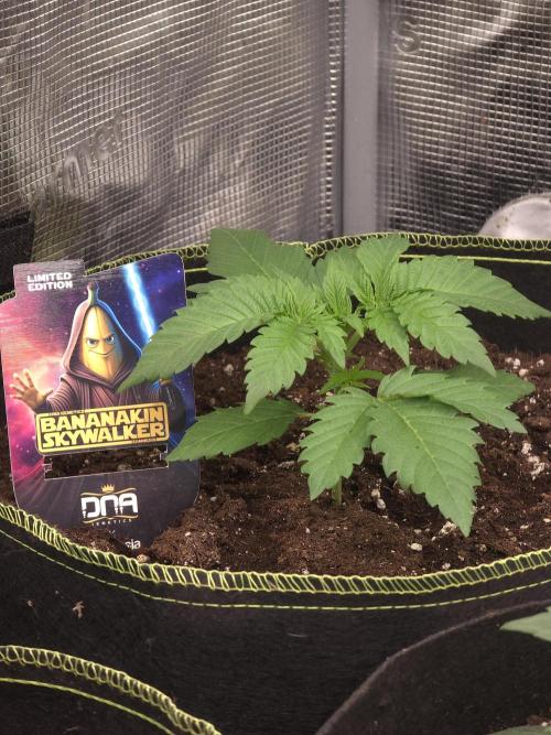 Bananakin Skywalker. Week 3