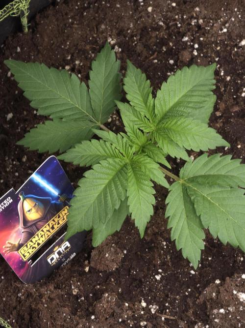 Bananakin Skywalker. Week 3