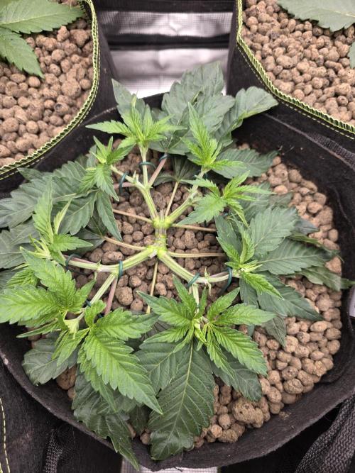 Nectar Drip Nr.2. Week 7