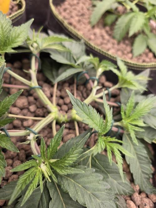 Nectar Drip Nr.2. Week 7