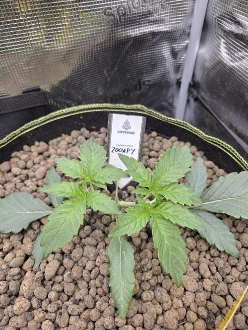 Zooapy T.H Seeds ×Zamnesia. Week 4