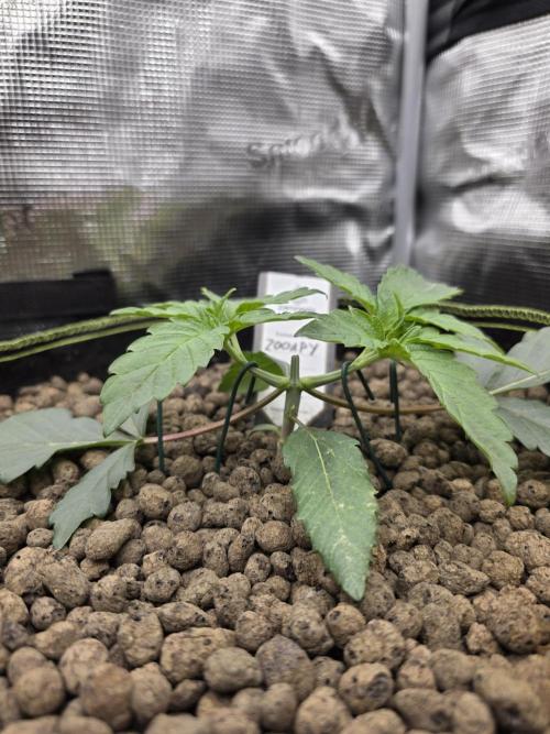 Zooapy T.H Seeds ×Zamnesia. Week 4