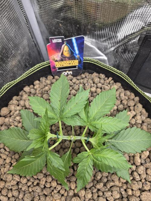 Bananakin Skywalker. Week 4