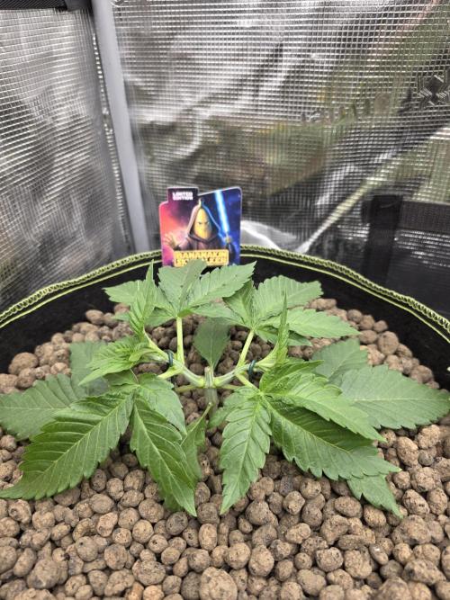 Bananakin Skywalker. Week 4