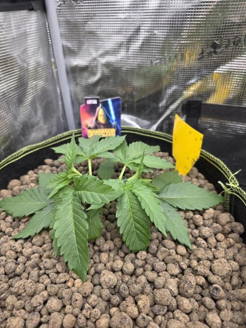 Bananakin Skywalker. Week 4