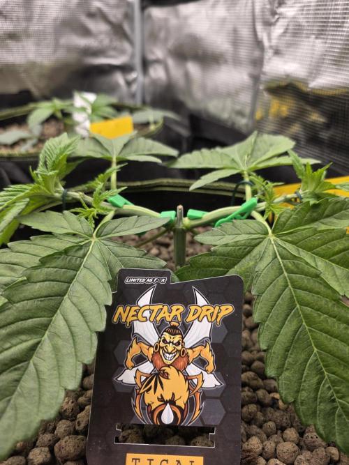 Nectar Drip. Week 4