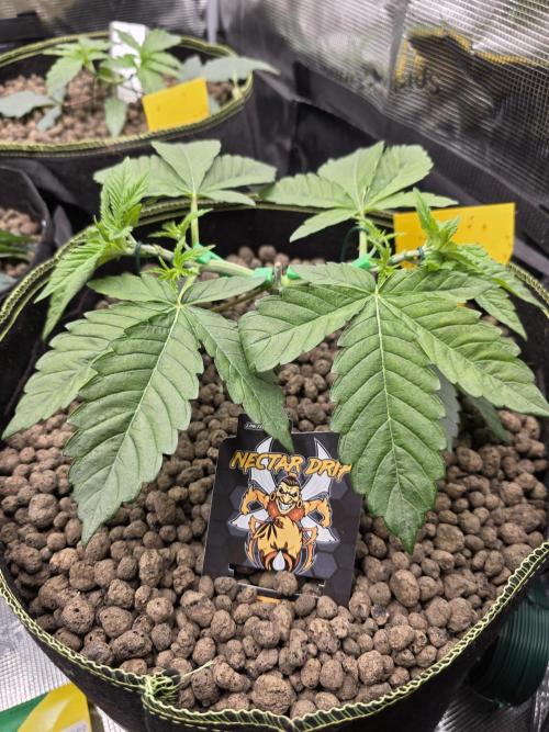 Nectar Drip. Week 4