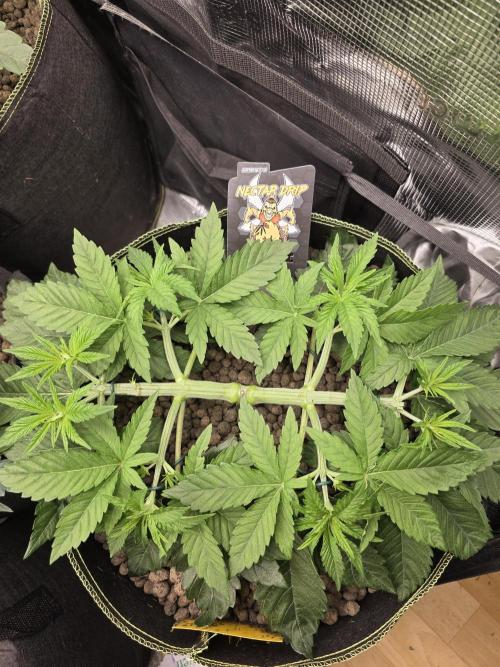 Nectar Drip. Week 5