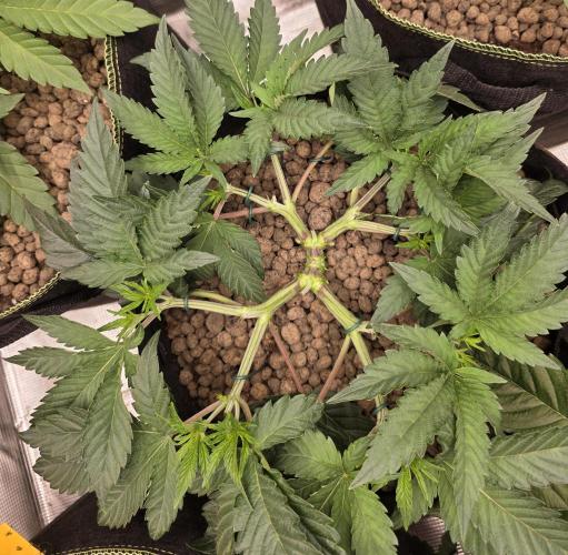 Nectar Drip Nr.2. Week 8