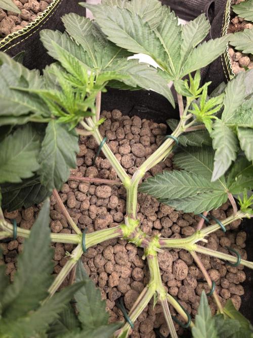 Nectar Drip Nr.2. Week 8