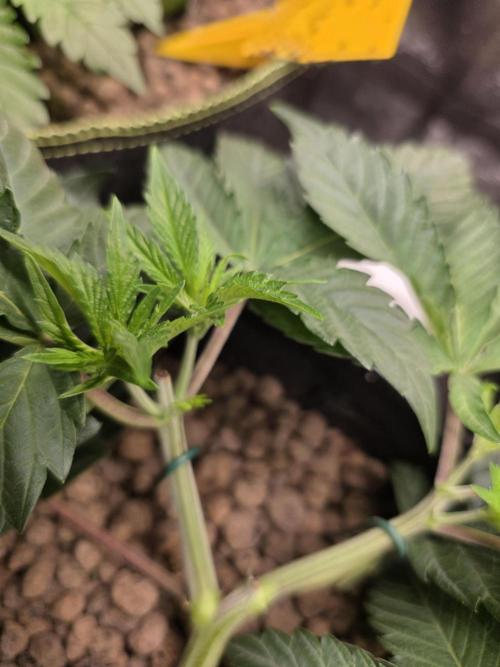 Nectar Drip Nr.2. Week 8