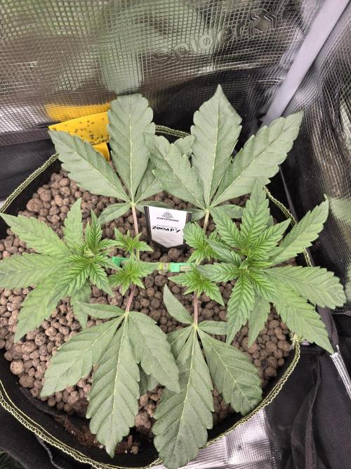 Zooapy   T.H Seeds ×Zamnesia. Week 5