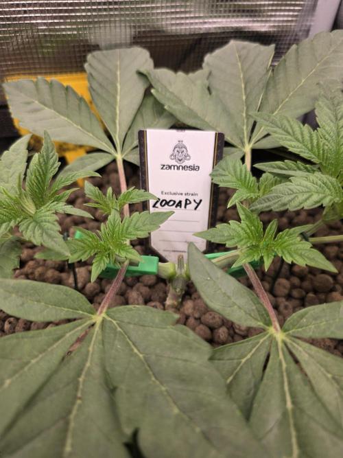 Zooapy   T.H Seeds ×Zamnesia. Week 5